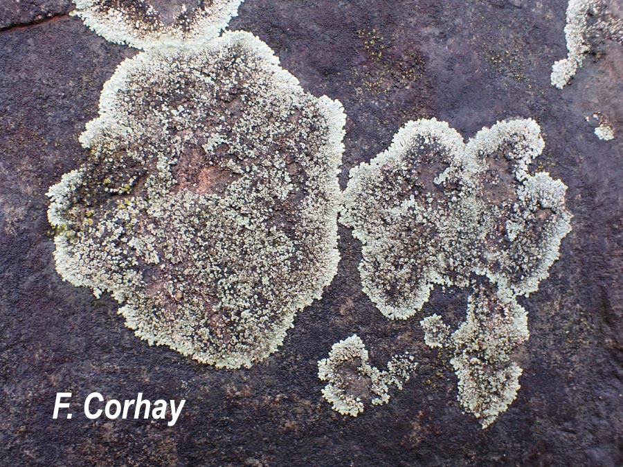 Lecanora muralis