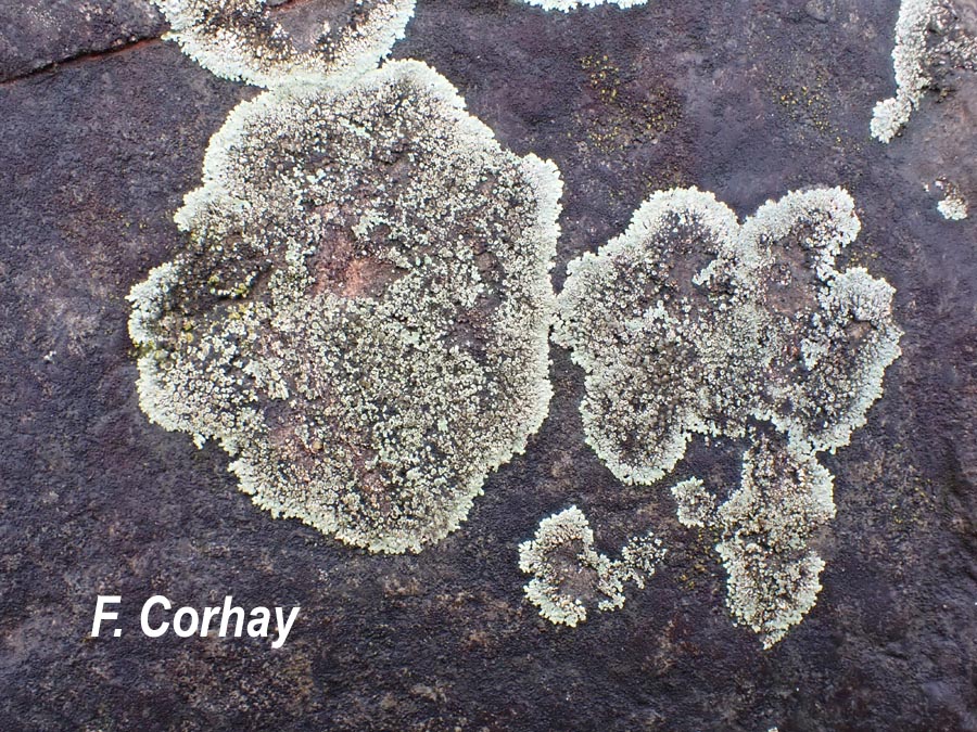 Lecanora muralis