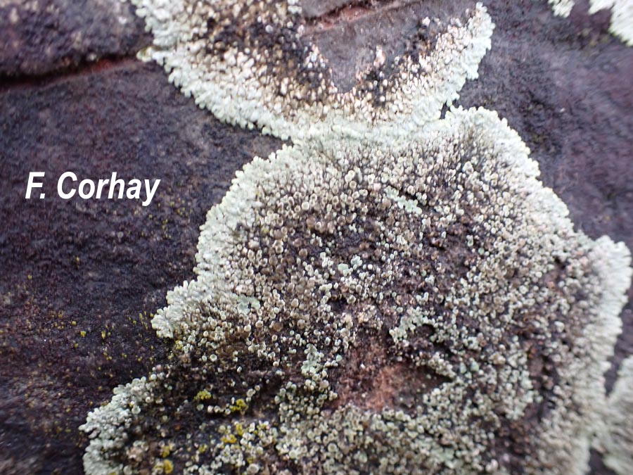 Lecanora muralis