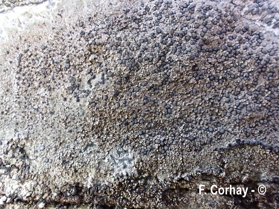 Lecidea grisella (Lecidea fuscoatra)