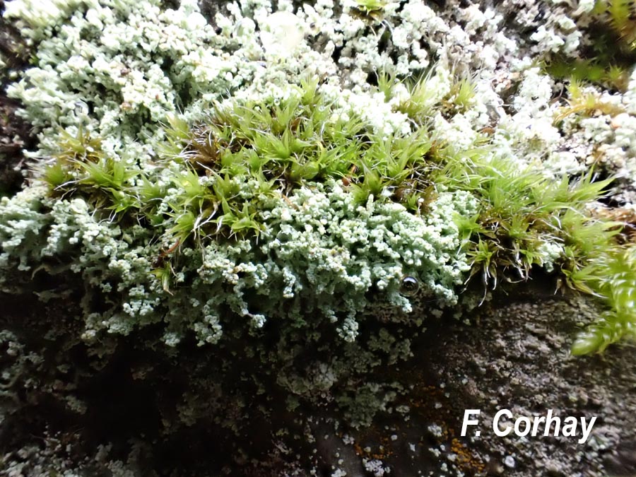 Leprocaulon microscopicum