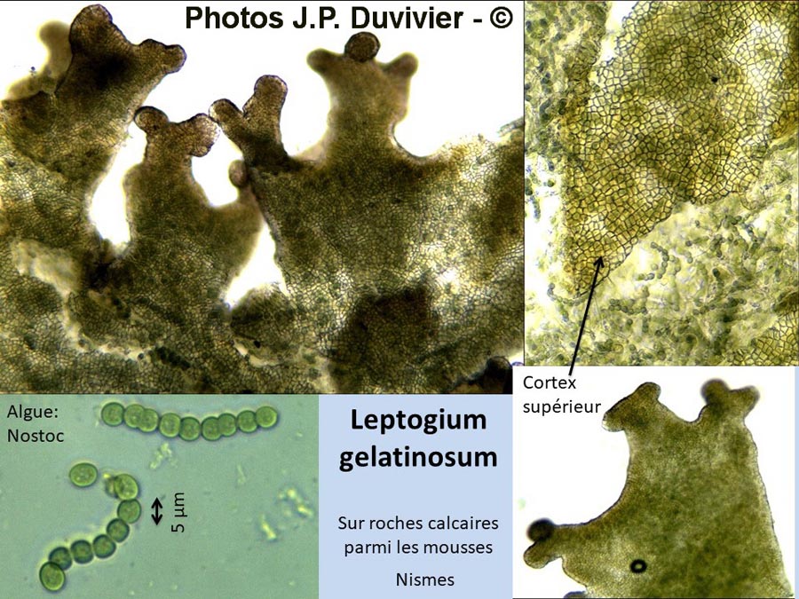 Leptogium gelatinosum