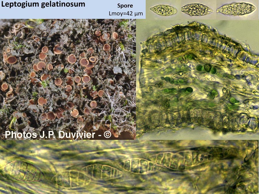 Leptogium gelatinosum