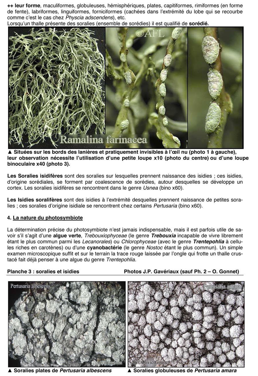 Les lichens (JP. Gavériaux)