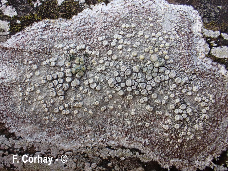 Ochrolechia parella