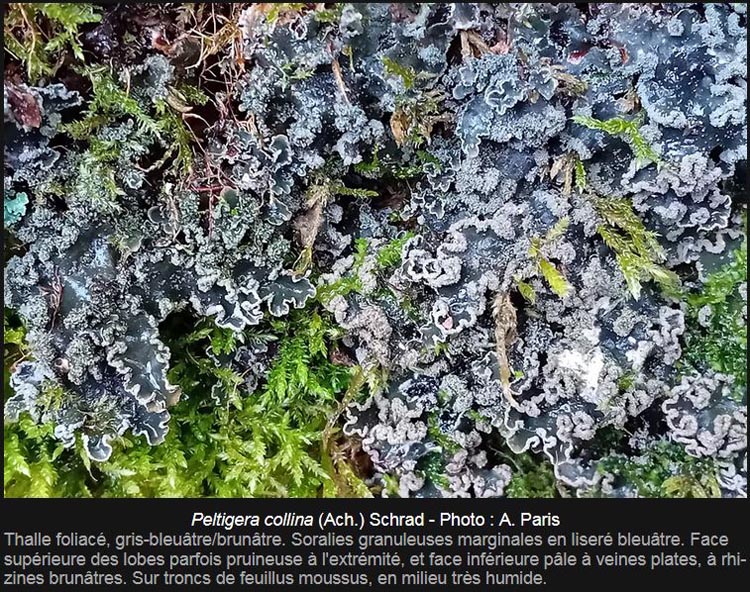 Peltigera collina