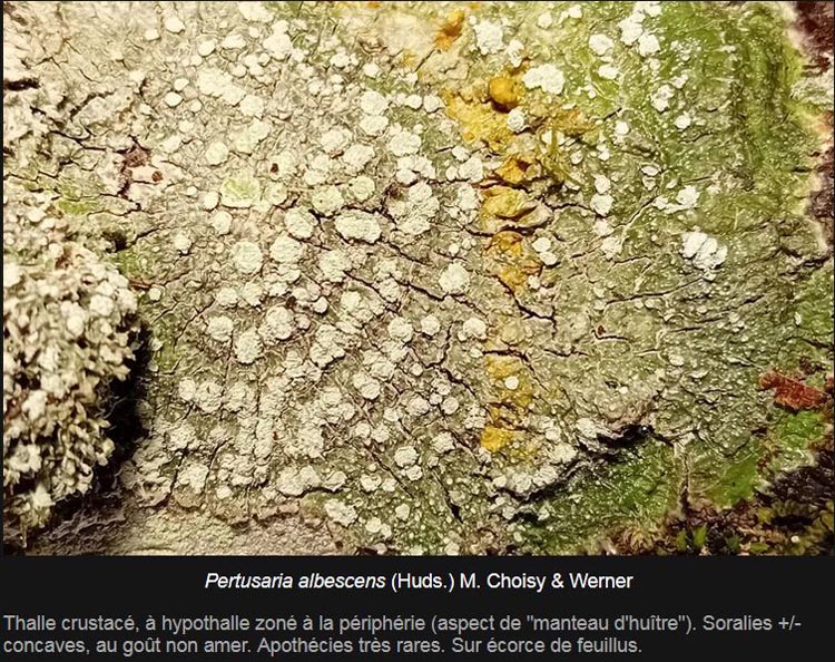 Pertusaria albescens