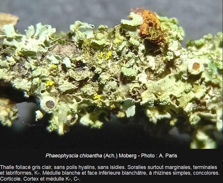 Phaeophyscia chloantha