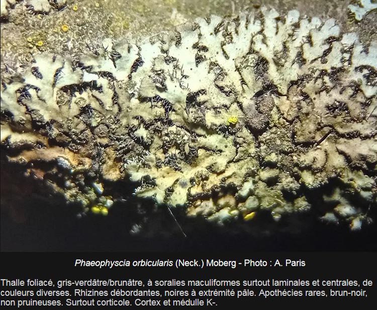 Phaeophyscia orbicularis