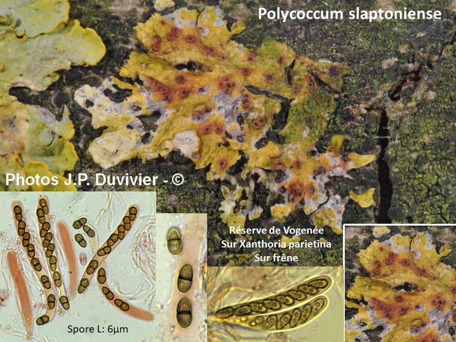 Polycoccum slaptoniense