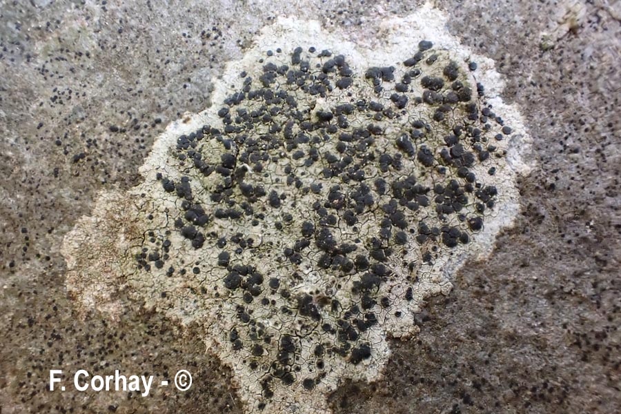 Porpidia crustulata