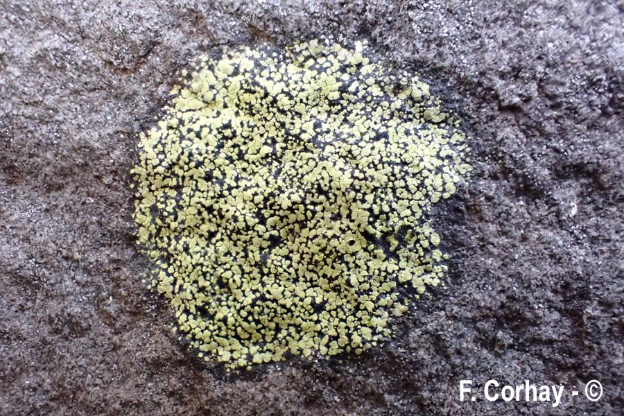 Rhizocarpon geographicum