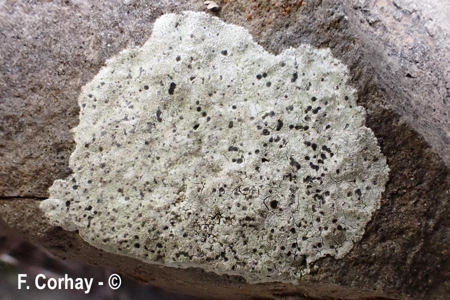 Rhizocarpon petreum
