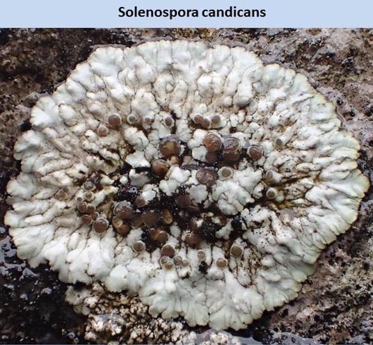 Solenospora candicans