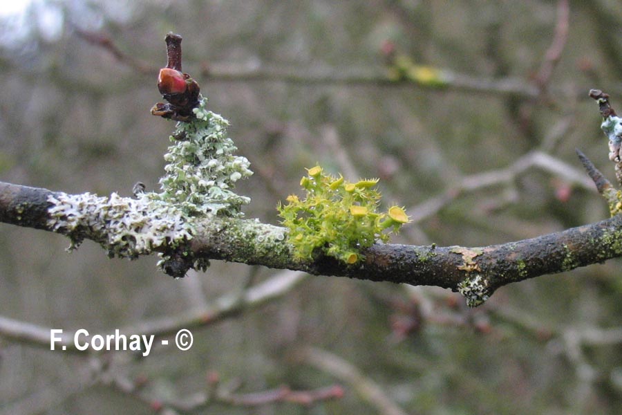 Teloschistes chrysophtalmus