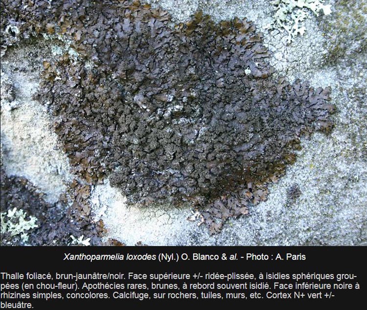 Xanthoparmelia loxodes