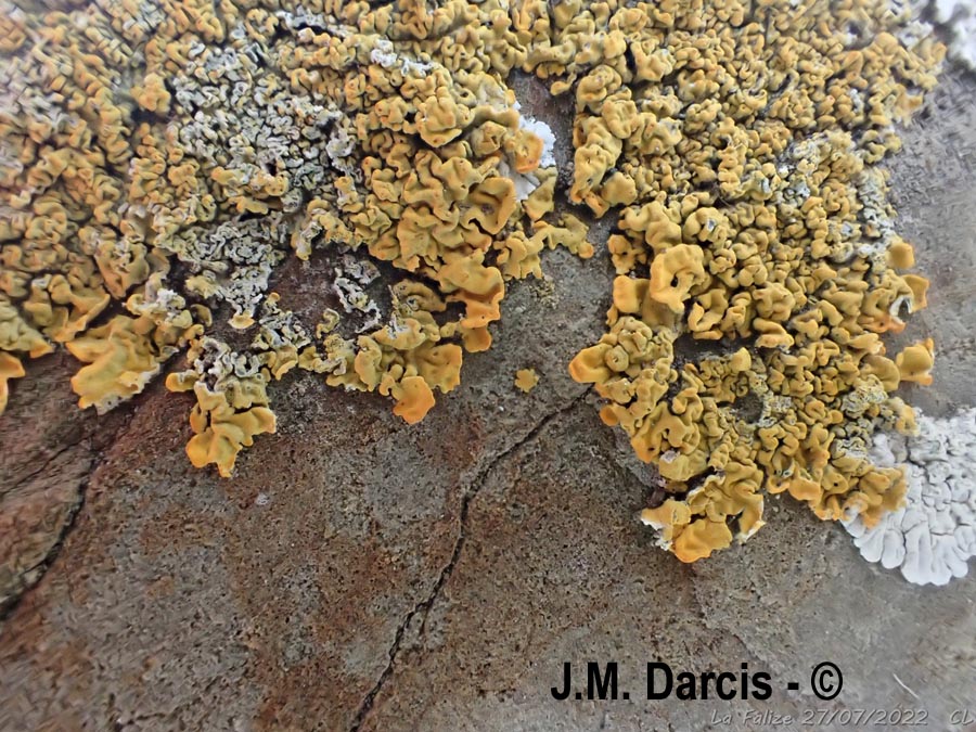 Xanthoria calcicola