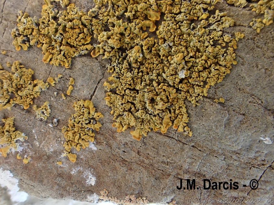 Xanthoria calcicola