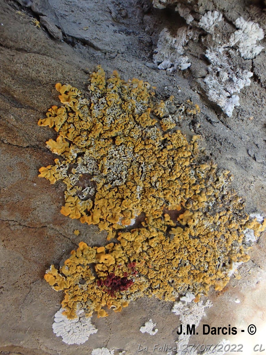Xanthoria calcicola