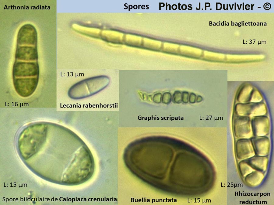 Diverses spores (JP. Duvivier)