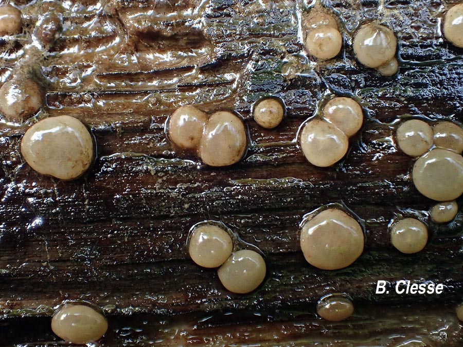 Adelphella babingtonii