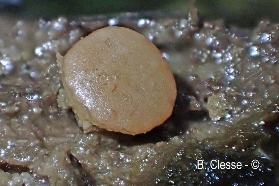Adelphella babingtonii