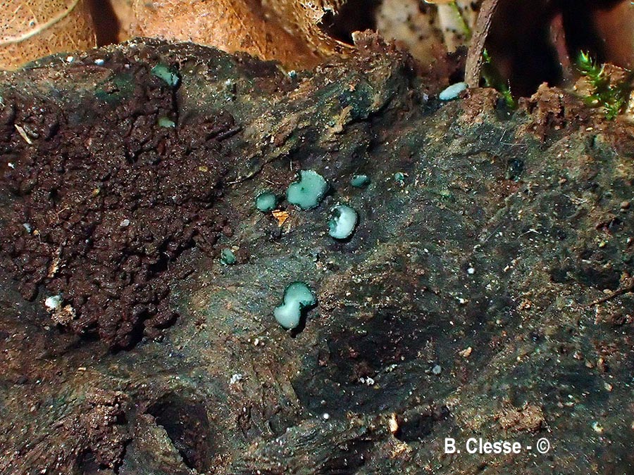 Aeruginoscyphus sericeus