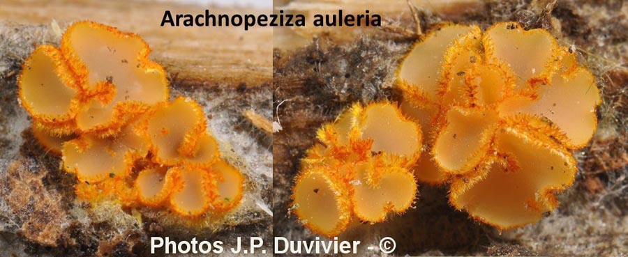 Arachnopeziza aurelia