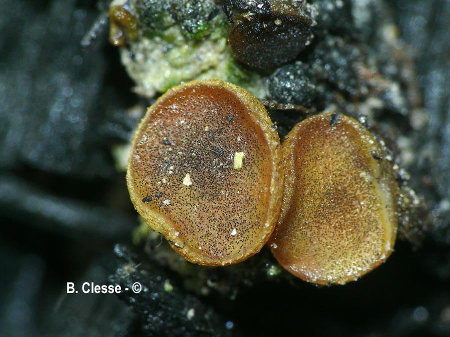 Ascobolus carbonarius