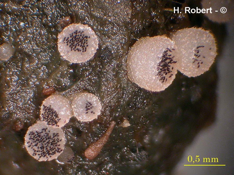 Ascobolus sacchariferus