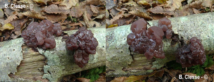 Ascotremella faginea