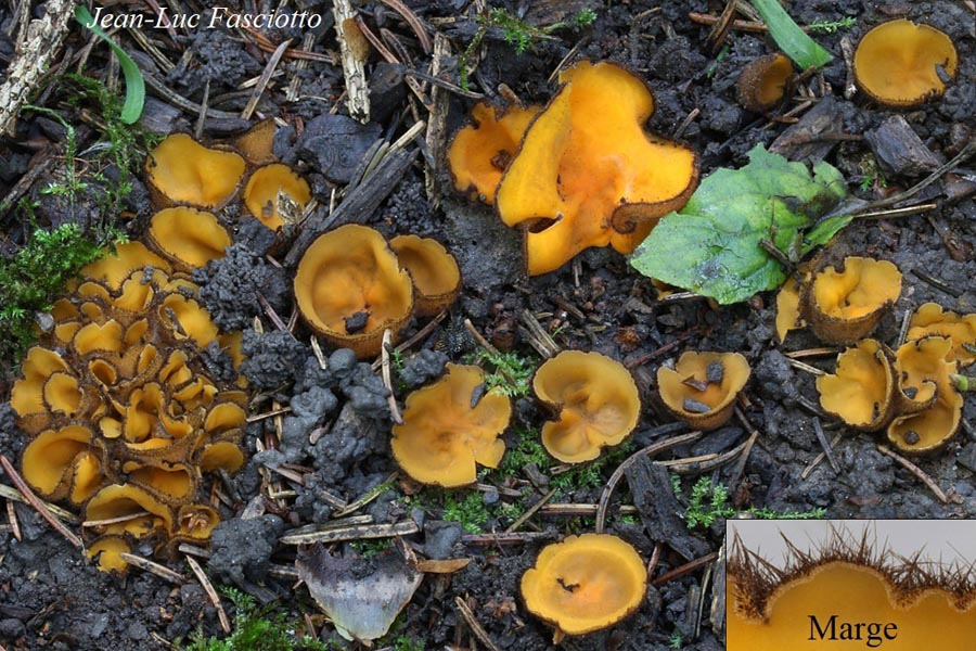 Aurantiolachnea solsequia