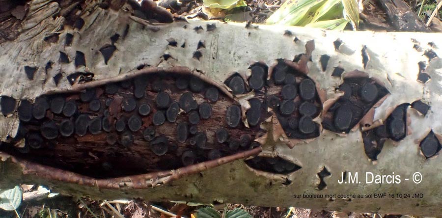 Biscogniauxia marginata