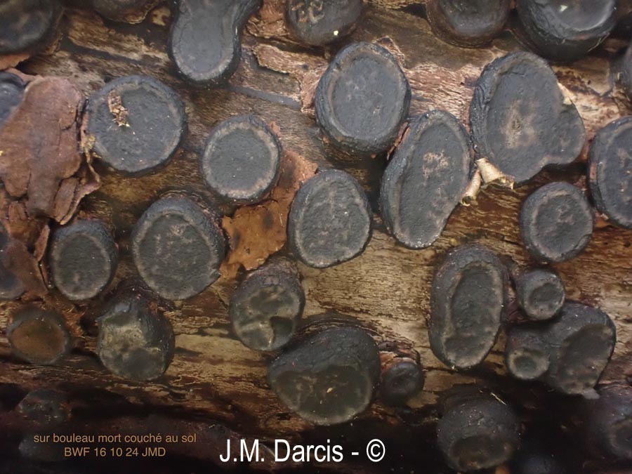 Biscogniauxia marginata