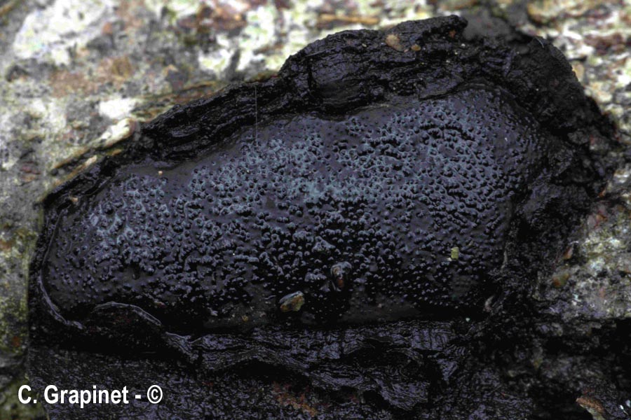 Biscogniauxia mediterranea