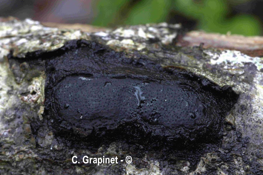 Biscogniauxia mediterranea