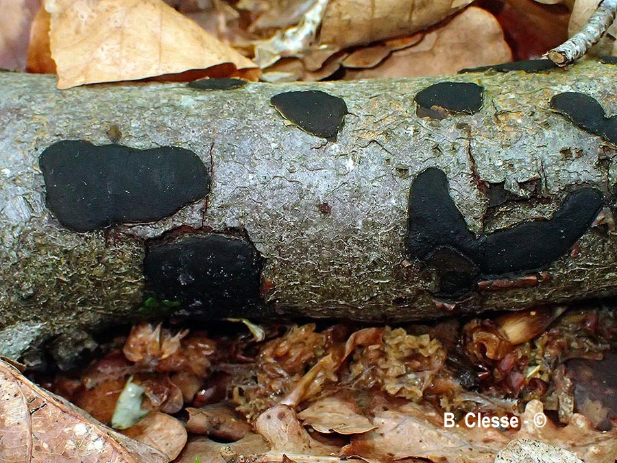 Biscogniauxia nummularia