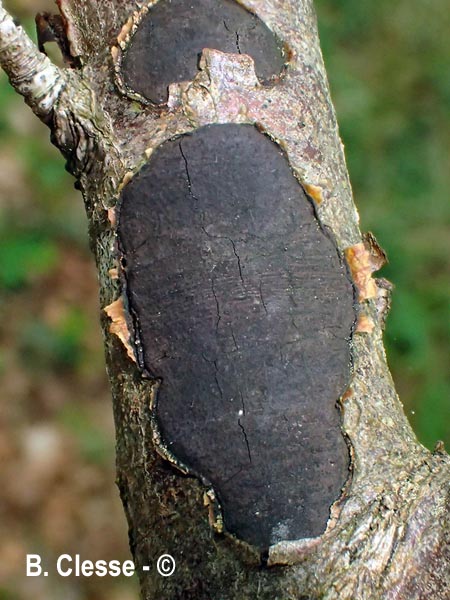 Biscogniauxia nummularia