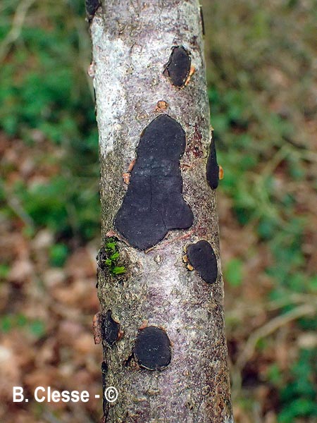 Biscogniauxia nummularia