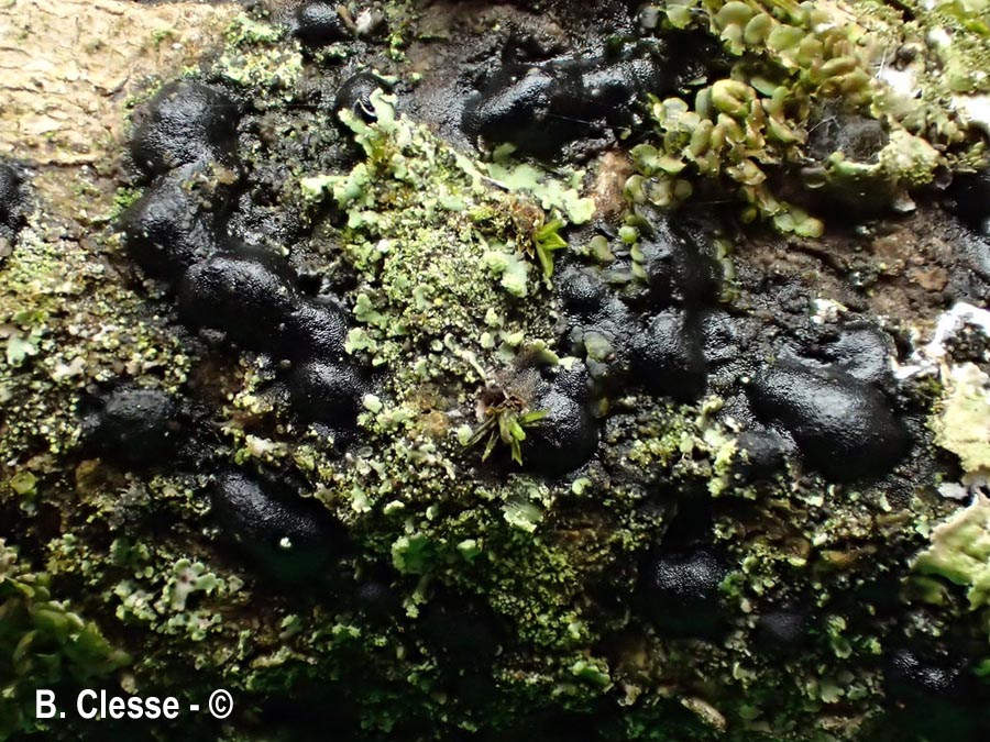 Cheirospora botryospora