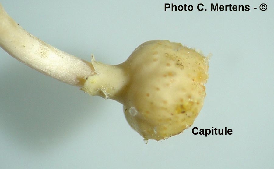 Cordyceps forquignonii