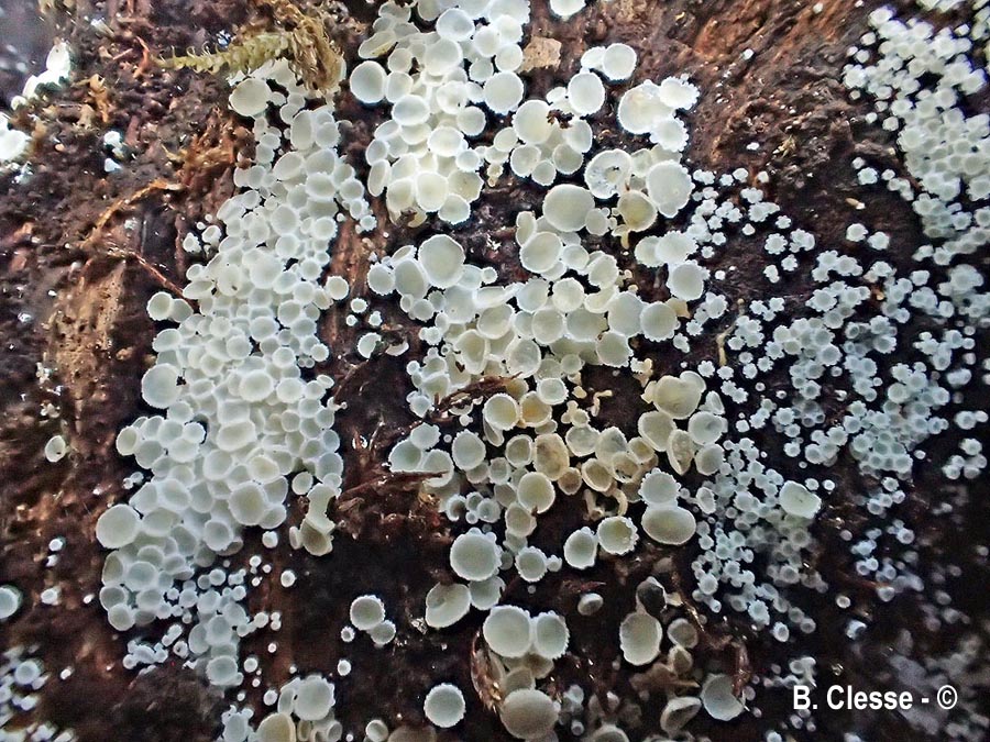 Dasyscyphella montana