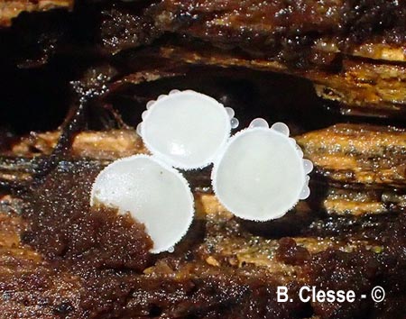 Dasyscyphella nivea
