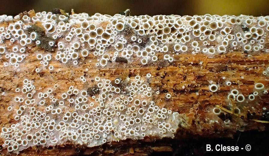 Eriopezia caesia