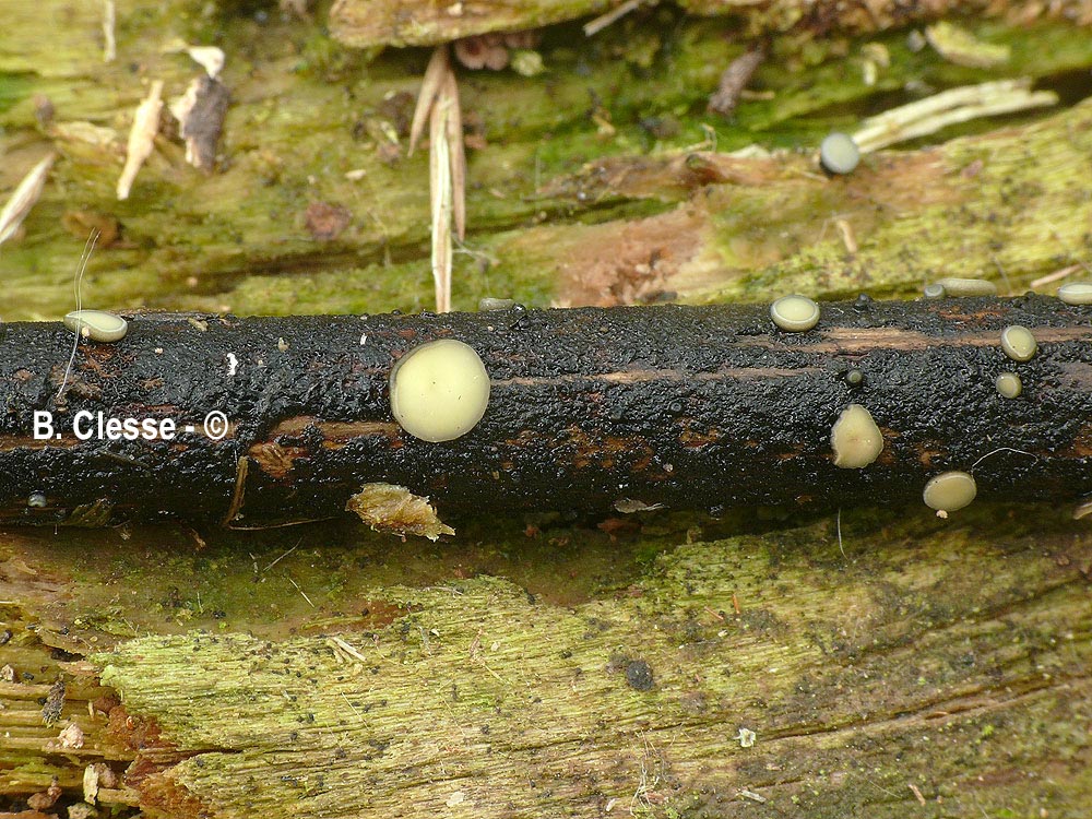 Belonopsis retincola