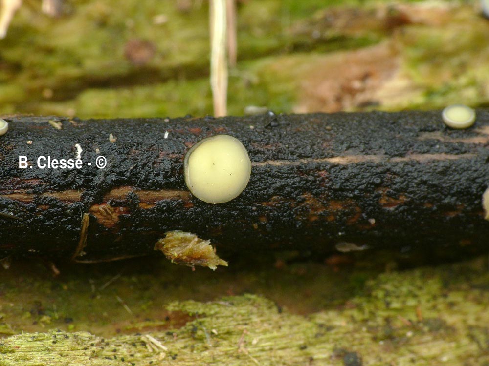 Belonopsis retincola