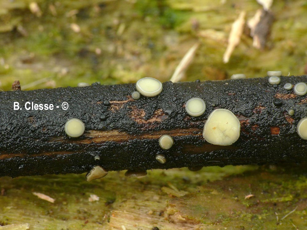 Belonopsis retincola
