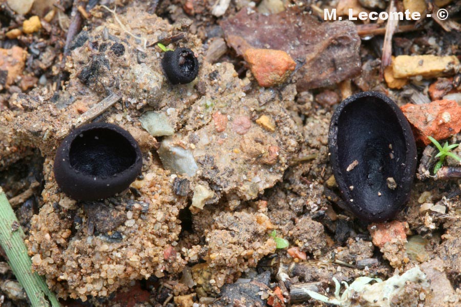 Smardaea ovalispora (Greletia ovalispora)