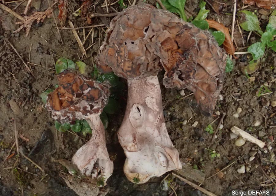 Gyromitra fastigiata