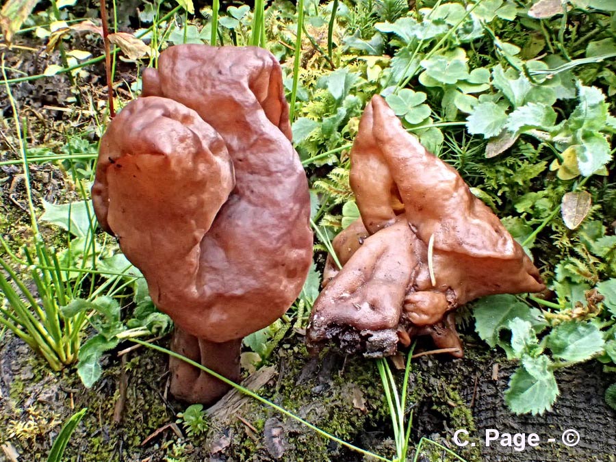 Gyromitra infula